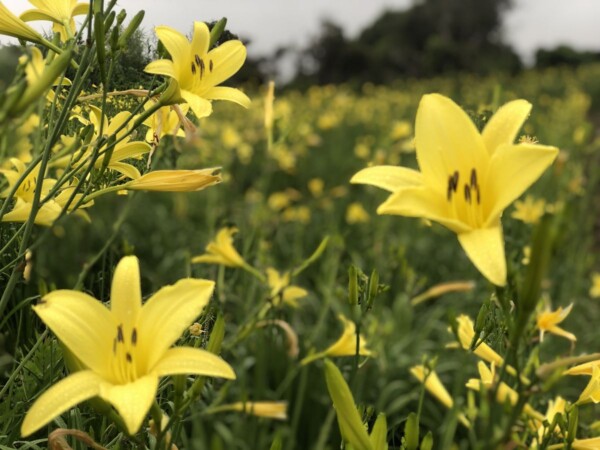 レモン色の花に癒やされる唐津市の「ゆうすげの里」 - からつナビ！