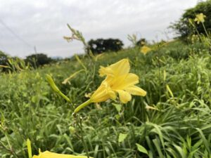 唐津市鎮西町串のゆうすげが見頃を迎えています。