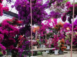 唐津観光花園ブーゲンの森|ブーゲンの森キャンプ場