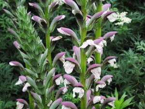 唐津にアカンサスを植えませんか？